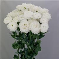 Celeb 2 Crystal Lisianthus