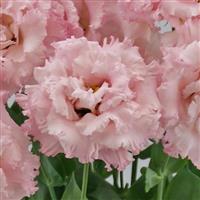 Celeb 2 Extra Pink Lisianthus