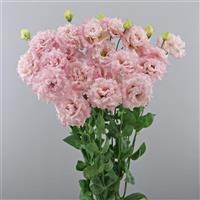 Celeb 2 Extra Pink Lisianthus