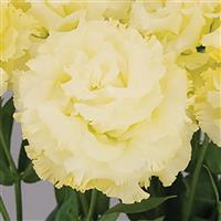 Celeb 2 Gold Lisianthus