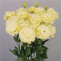 Celeb 2 Gold Lisianthus