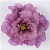 Celeb 2 Grape Lisianthus