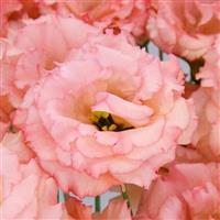 Celeb 2 Honey Pink Lisianthus