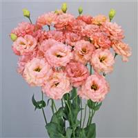 Celeb 2 Honey Pink Lisianthus