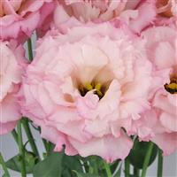 Celeb 2 Lovely Pink Lisianthus