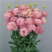 Celeb 2 Madonna Lisianthus