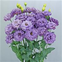 Celeb 2 Metallic Blue Lisianthus