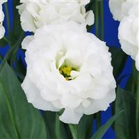 Celeb 2 Milky Lisianthus