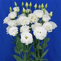 Celeb 2 Milky Lisianthus