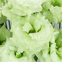 Celeb 2 Mint Green Lisianthus