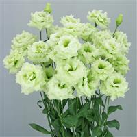 Celeb 2 Mint Green Lisianthus