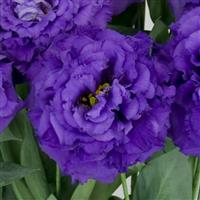 Celeb 2 Navy Lisianthus