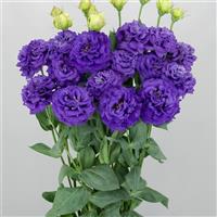 Celeb 2 Navy Lisianthus