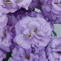 Celeb 2 Orchid Lisianthus