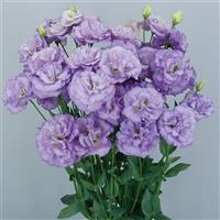 Celeb 2 Orchid Lisianthus