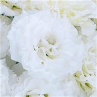 Celeb 2 Snow Lisianthus