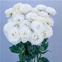 Celeb 2 Snow Lisianthus