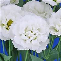 Celeb 2 Swan Lisianthus