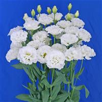 Celeb 2 Swan Lisianthus