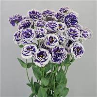 Celeb 2 Turn Blue Lisianthus