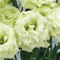 Celeb 3 Green Max Lisianthus