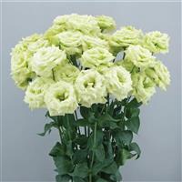 Celeb 3 Green Max Lisianthus