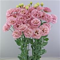 Celeb 3 Raspberry Lisianthus