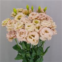 Celeb 1 Beige Neo Lisianthus