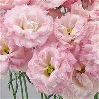 Celeb 1 Sakura Pink Lisianthus