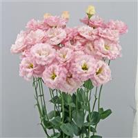 Celeb 1 Sakura Pink Lisianthus