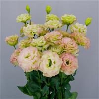 Celeb 2 Pink Diamond Lisianthus