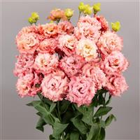 Celeb 2 Salmon Pink Lisianthus