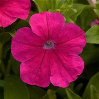 Pretty Flora™ Rose Petunia