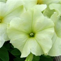 Pretty Flora™ Mello Yellow Petunia