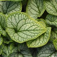 Brunnera macrophylla Frostline