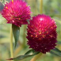 Piñata Gomphrena