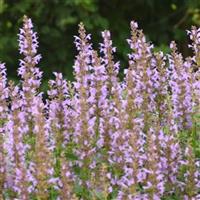 Agastache Blue Bayou