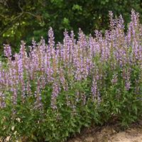 Agastache Blue Bayou