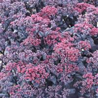 Sedum telephium After Dark