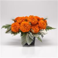 Xochi™ Orange Marigold