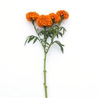 Xochi™ Orange Marigold