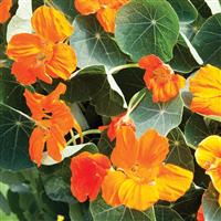 Baby Orange Nasturtium