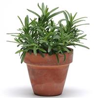 Rosemary SimplyHerbs™