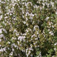 Orangelo Thyme