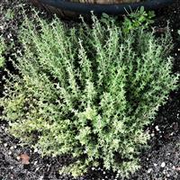 Orangelo Thyme