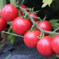 Unicorn Pink Tomato