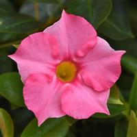 Tropica™ Grande Pink Dipladenia