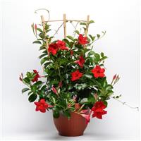 Tropica™ Grande Red Dipladenia