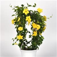 Tropica™ Grande Citrine Improved Dipladenia