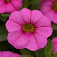 MiniFamous<sup>®</sup> Neo Pink Calibrachoa